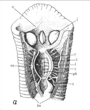 Leech Anatomy - Anatomy Book