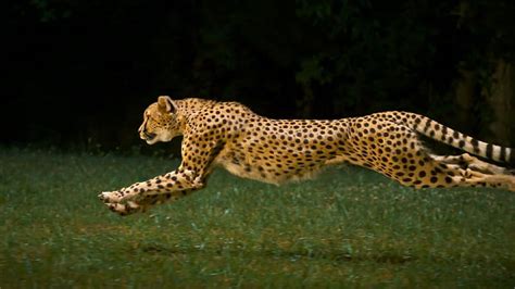 Cheetah running, running, feline, cheetah, savannah, HD wallpaper | Peakpx