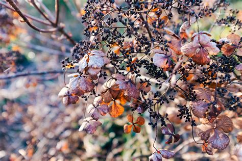 Beautiful background with dried up flowers – free photo on Barnimages