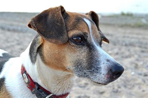 Jack Russell Grooming - How to groom your Jack Russell Terrier