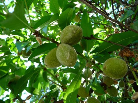 Unripe Almonds on Almond Tree [Prunus amygdalus]