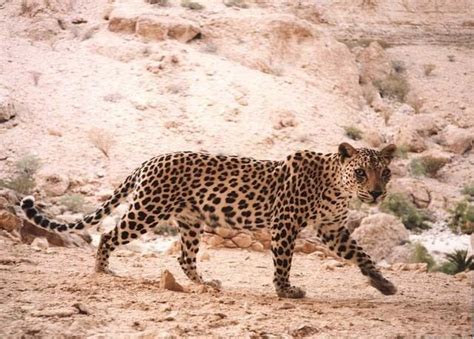 Arabian leopard - Alchetron, The Free Social Encyclopedia