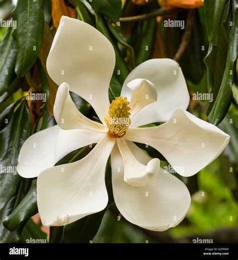 VIRGINIA, USA - Magnolia blossom, flower on magnolia tree in bloom ...