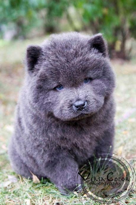 awwwwwww | Cute dogs, Fluffy dogs, Chow chow puppy