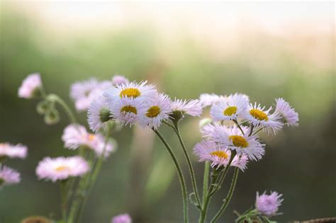 photography, Macro, Depth, Of, Field, Flowers, White, Flowers Wallpapers HD / Desktop and Mobile ...