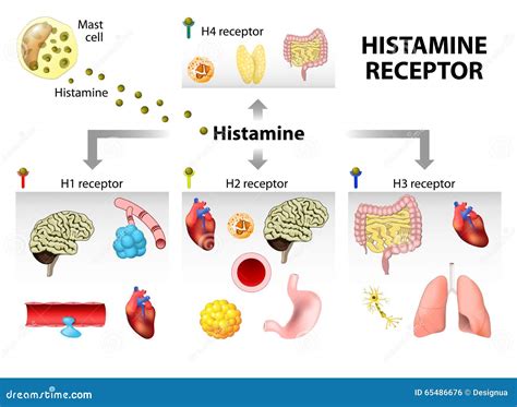 Histamine Receptor Stock Vector - Image: 65486676