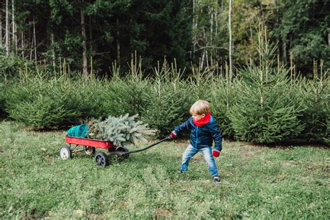 Abete | Come crescere il nostro albero di Natale