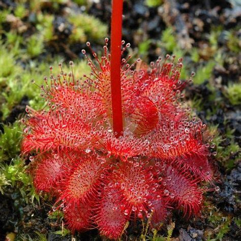 60 Carnivorous plants ideas | carnivorous plants, plants, carnivorous