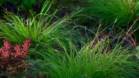 Eleocharis Parvula Dwarf Hairgrass Care Guide