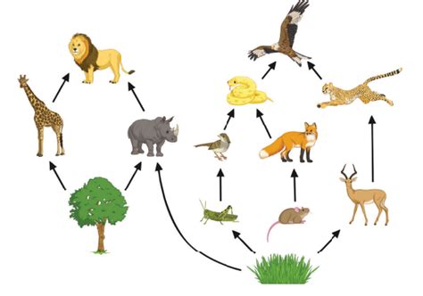 What is a Food Web | Energy Transferred in a Food Web | Wiki