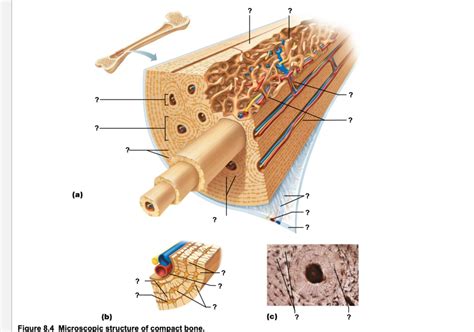 Label The Microscopic Structures Of Compact Bone