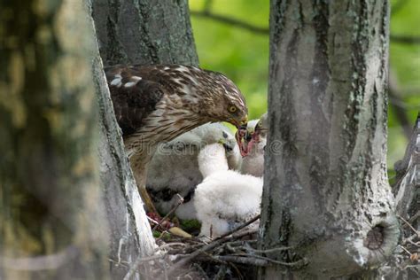 Cooper-s Hawk Feeding Chicks Stock Image - Image of hawk, stick: 57540503