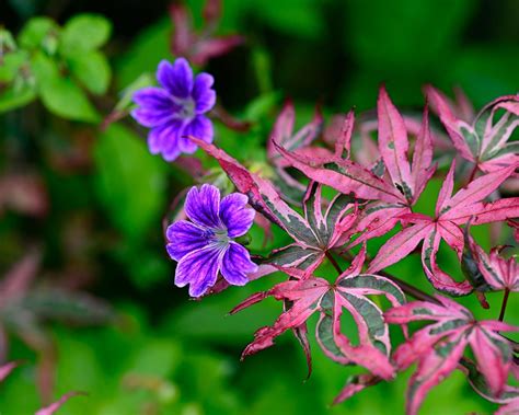 Landscaping with flowers: 11 ways to create a floral feast | Gardeningetc