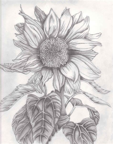 Sunflowers Drawing at GetDrawings | Free download