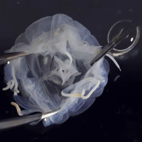 Scientists have discovered 24-eyed box jellyfish in Mai Po N