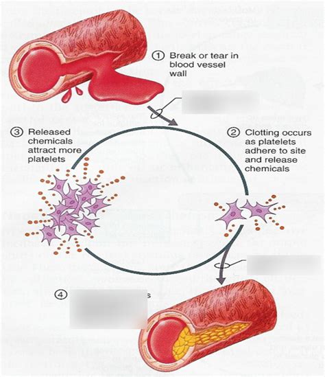 Positive Feedback Mechanism Blood Clotting