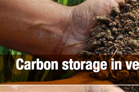 Carbon storage in vegetable soils – Soil Wealth ICP