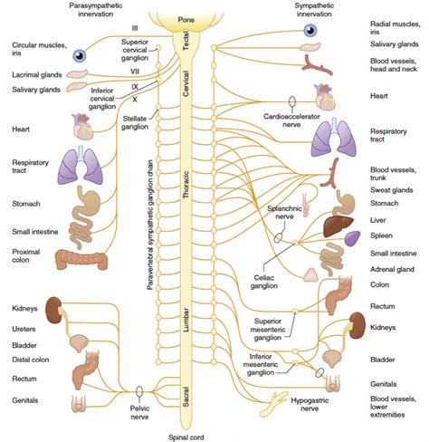 Autonomic Nervous System - NYSORA