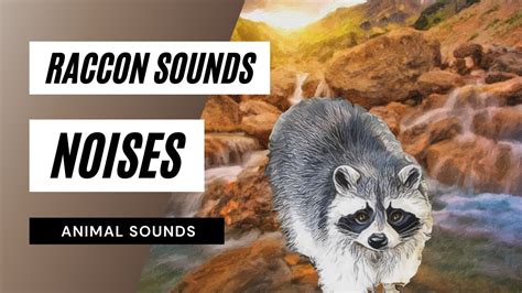 Raccoon Sounds Noises - raccoon sounds - raccoon noises | animal sounds - YouTube