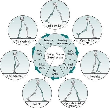 Normal gait | Musculoskeletal Key