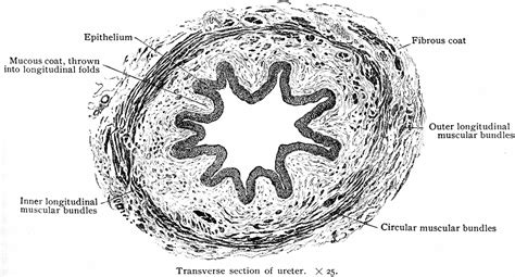 Transverse Section of Ureter | ClipArt ETC