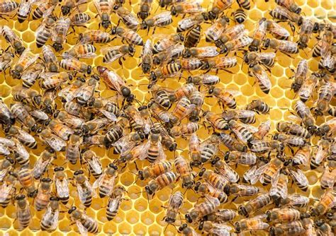 Japanese honeybees learned how to ‘cook’ murder hornet – THE NEWS BEYOND DETROIT