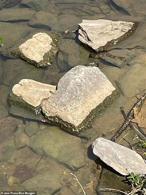 Trio of camouflaged snakes lurking in picture has baffled social media ...