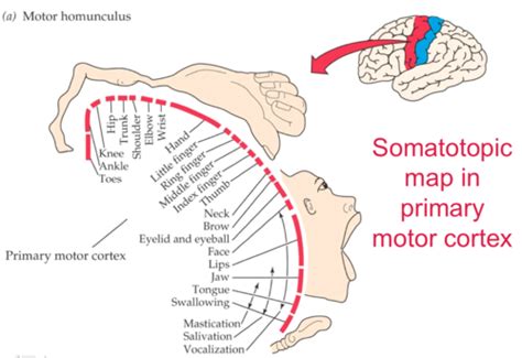 035+036+037 Spinal mechanisms + supraspinal control Flashcards | Quizlet