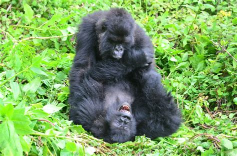 Gorilla Play - Dian Fossey Gorilla Fund