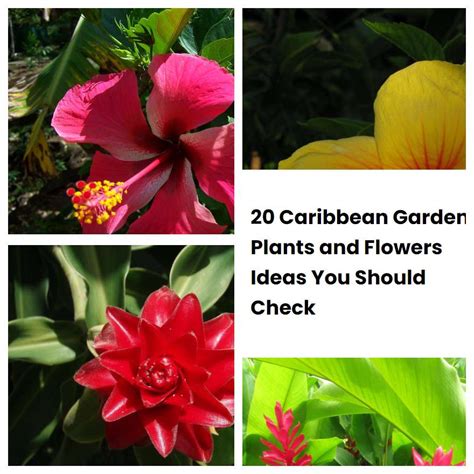 20 Caribbean Garden Plants and Flowers Ideas You Should Check | SharonSable