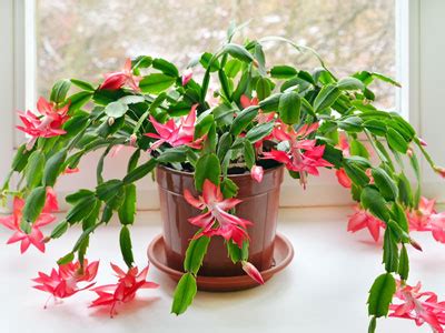 Christmas Cactus - Care, Growing, Watering, Requirements, Propagation - Plant Index