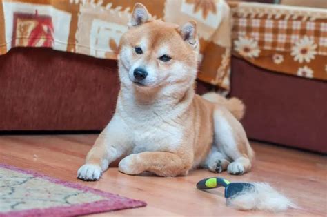 Shiba Inu Shedding, Brushing, & Bathing - Full Grooming Guide - Bark How