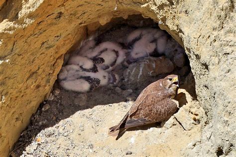 2022 a Second Amazing Year in a Row for Nesting Falcons at Pinnacles ...