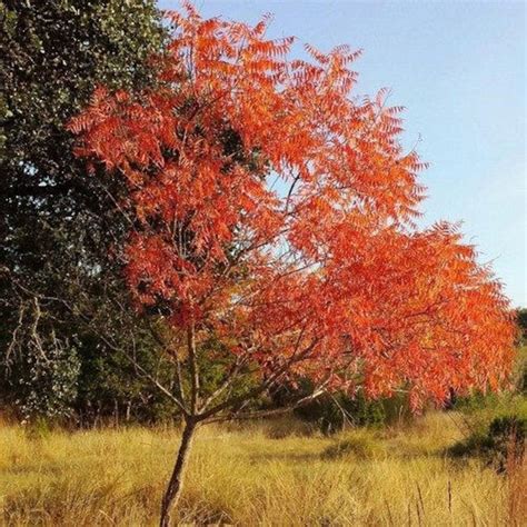 Flameleaf Sumac Tree Seeds schmaltzia Copallinum 40seeds - Etsy