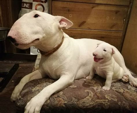 Cute Bull Terrier Puppy Dog #bullterrier #cutebullterrier # ...