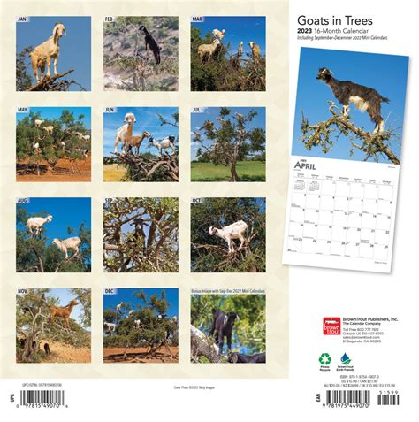 Goats in Trees Wall Calendar - Harvest House Ministries