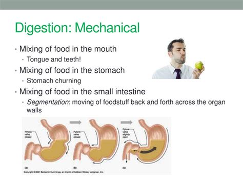 PPT - The Digestive System PowerPoint Presentation, free download - ID:2036377