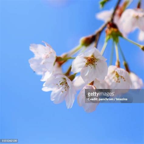 56 Cherry Blossom Jeju Stock Photos, High-Res Pictures, and Images ...