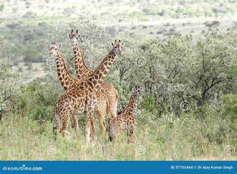 A Herd of Giraffes in the Bushes of Savanna Stock Photo - Image of cute ...