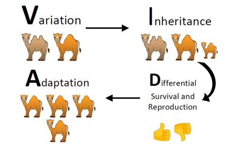 VIDA - A Chart that Summarizes the Process of Evolution