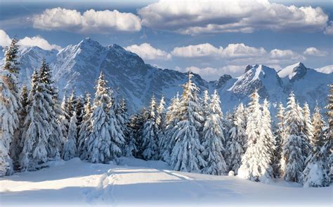 Mountain Winter Forest in Switzerland Earth Winter Forest Mountain Switzerland Tree Snow White ...