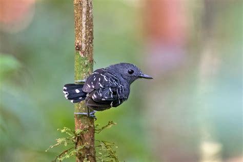 Amazonian Peru: Iquitos Tours - Specialities - Birdquest