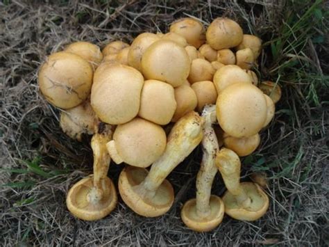 Gymnopilus validipes - Alchetron, The Free Social Encyclopedia