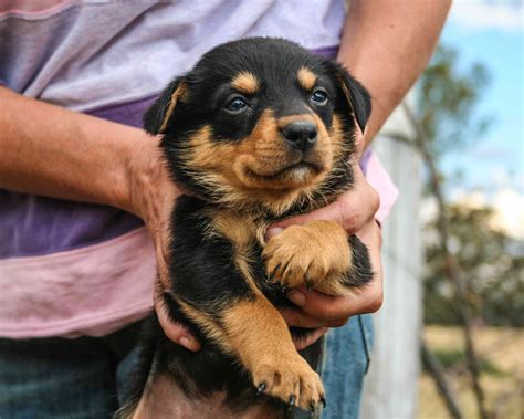 Australian Kelpie: Dog Breed Characteristics & Care