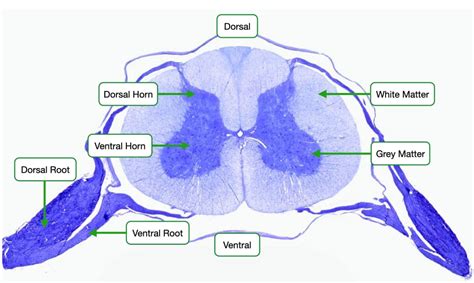 Labeled Spinal Cord With Dorsal Root Ganglion Histolo - vrogue.co