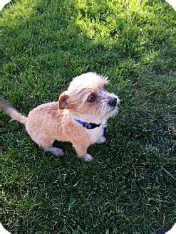 Snickers | Adopted Dog | Ogden, UT | Yorkie, Yorkshire Terrier/Corgi Mix