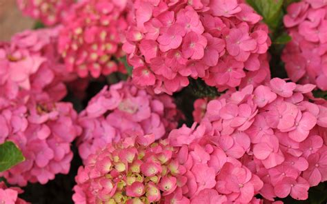 Flowers Spring Flori Hydrangea Summer Flower Pink Wallpaper Hd Free Download | Blumen ...