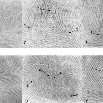 Fingerprint pattern types are categorized into three groups: arch ...