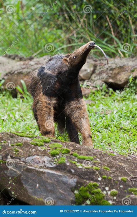 Giant Anteater stock photo. Image of brown, latin, giant - 22536232