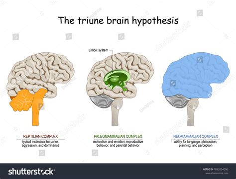 13 Triune brain Images, Stock Photos & Vectors | Shutterstock